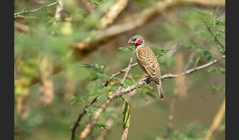 Bandamadine (Amadina fasciata)