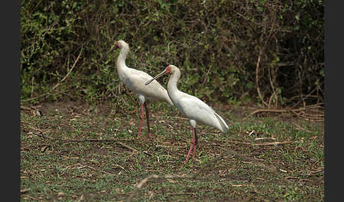 Afrikanischer Löffler (Platalea alba)