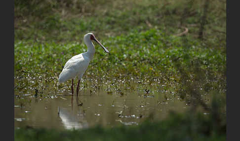 Afrikanischer Löffler (Platalea alba)