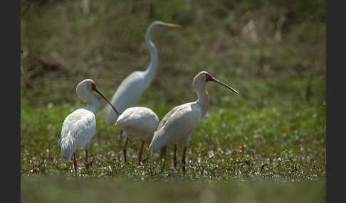 Afrikanischer Löffler (Platalea alba)