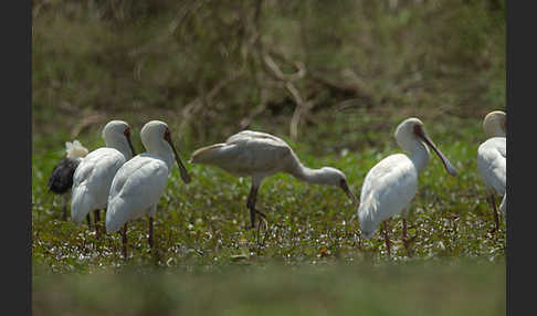 Afrikanischer Löffler (Platalea alba)