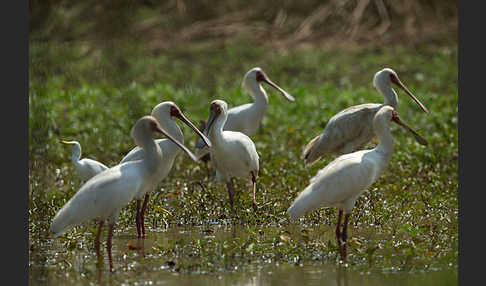 Afrikanischer Löffler (Platalea alba)