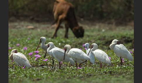 Afrikanischer Löffler (Platalea alba)