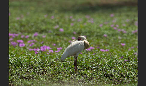 Afrikanischer Löffler (Platalea alba)