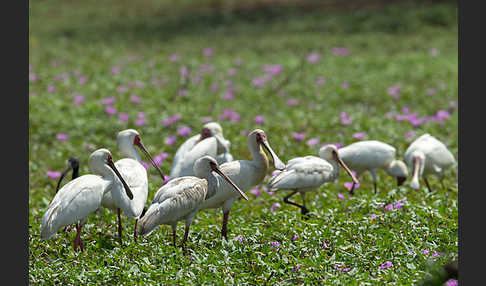 Afrikanischer Löffler (Platalea alba)