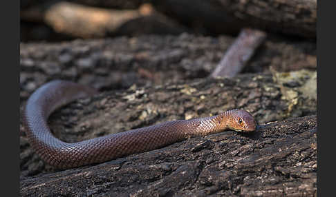 Aethiopische Hakennase (Scaphiophis raffreyi)