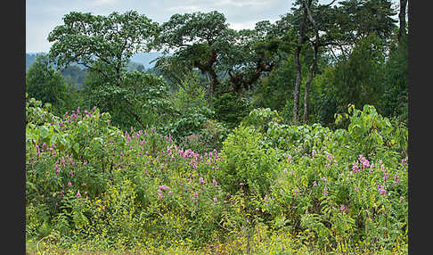 Aethiopien (Ethiopia)