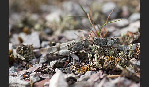 Blauflügelige Oedlandschrecke (Oedipoda caerulescens)