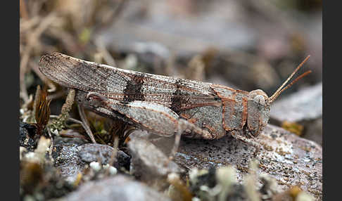 Blauflügelige Oedlandschrecke (Oedipoda caerulescens)