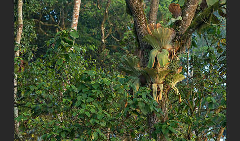 Aethiopien (Ethiopia)