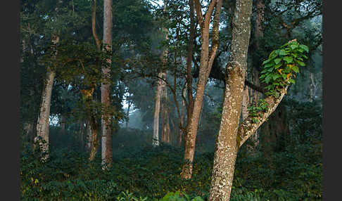 Aethiopien (Ethiopia)