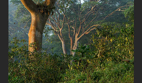 Aethiopien (Ethiopia)