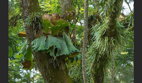 Aethiopien (Ethiopia)