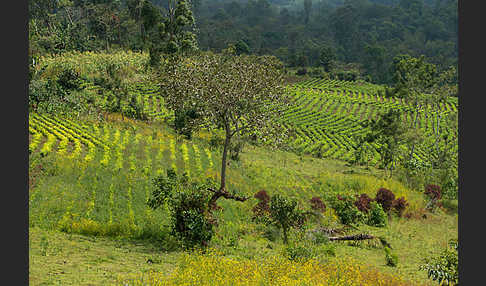 Aethiopien (Ethiopia)
