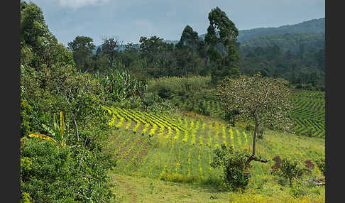 Aethiopien (Ethiopia)