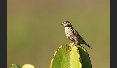 Bandamadine (Amadina fasciata)