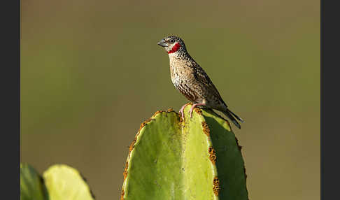 Bandamadine (Amadina fasciata)