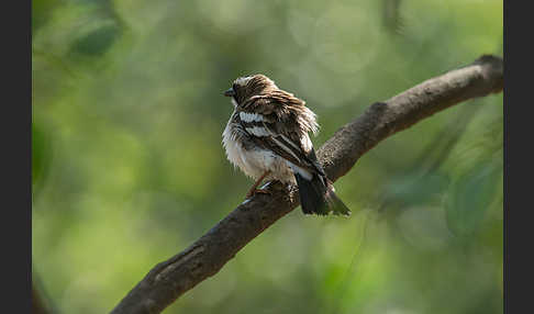 Mahaliweber (Plocepasser mahali)