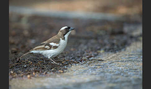 Mahaliweber (Plocepasser mahali)