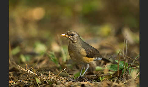 Afrikadrossel (Turdus pelios)