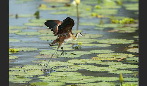 Blaustirn-Blatthühnchen (Actophilornis africanus)