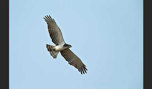 Beaudouin-Schlangenadler (Circaetus beaudouini)