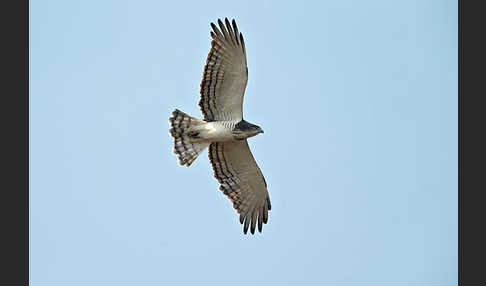 Beaudouin-Schlangenadler (Circaetus beaudouini)