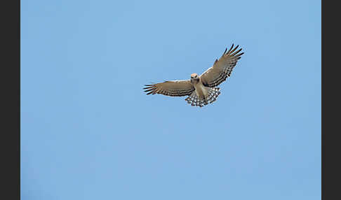 Beaudouin-Schlangenadler (Circaetus beaudouini)