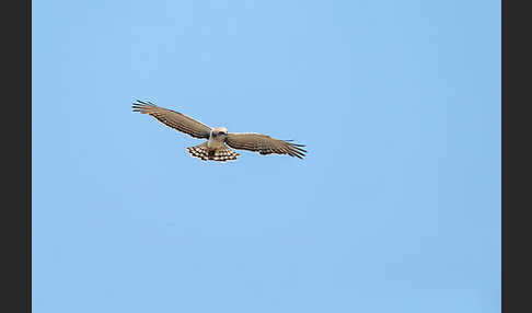 Beaudouin-Schlangenadler (Circaetus beaudouini)