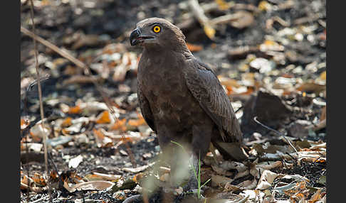 Einfarb-Schlangenadler (Circaetus cinereus)