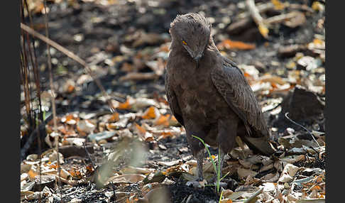 Einfarb-Schlangenadler (Circaetus cinereus)