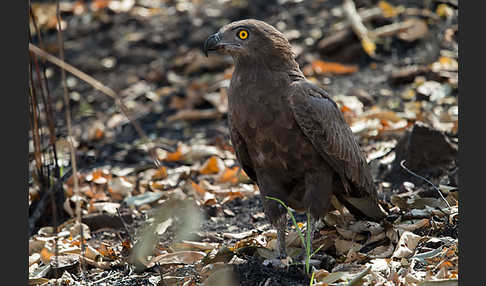 Einfarb-Schlangenadler (Circaetus cinereus)