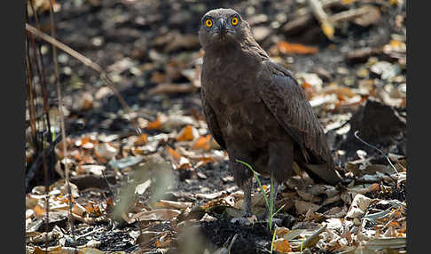 Einfarb-Schlangenadler (Circaetus cinereus)