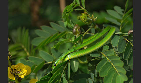 Baquerts Grüne Schlange (Philothamnus bequaerti)