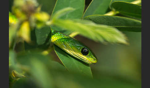 Baquerts Grüne Schlange (Philothamnus bequaerti)