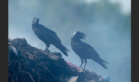 Erzrabe (Corvus crassirostris)