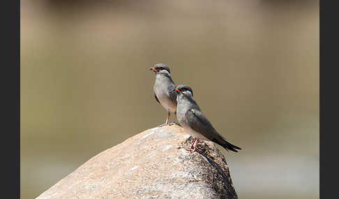 Halsband-Brachschwalbe (Glareola nuchalis)