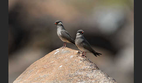 Halsband-Brachschwalbe (Glareola nuchalis)