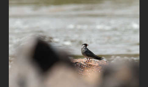 Halsband-Brachschwalbe (Glareola nuchalis)