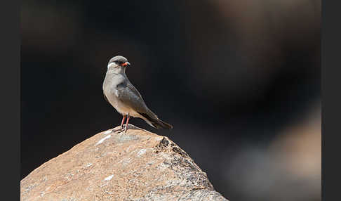 Halsband-Brachschwalbe (Glareola nuchalis)