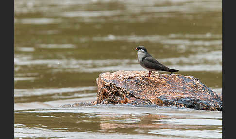 Halsband-Brachschwalbe (Glareola nuchalis)