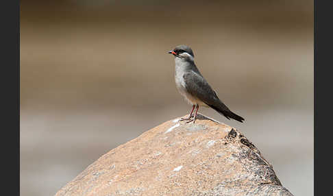 Halsband-Brachschwalbe (Glareola nuchalis)