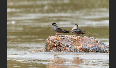 Halsband-Brachschwalbe (Glareola nuchalis)