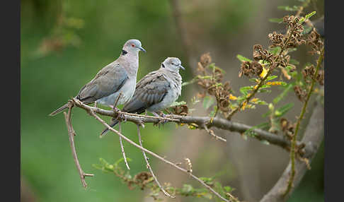 Brillentaube (Streptopelia decipiens)