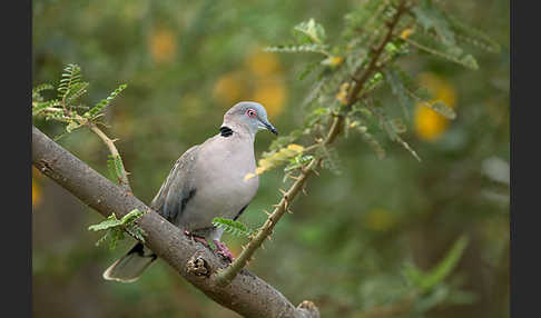 Brillentaube (Streptopelia decipiens)