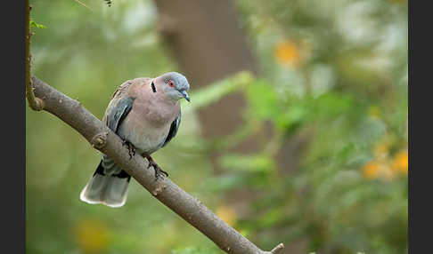 Brillentaube (Streptopelia decipiens)