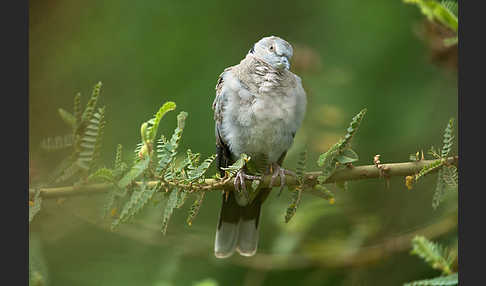 Brillentaube (Streptopelia decipiens)