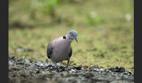 Brillentaube (Streptopelia decipiens)