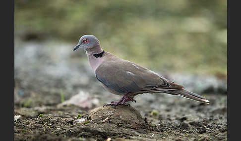 Brillentaube (Streptopelia decipiens)