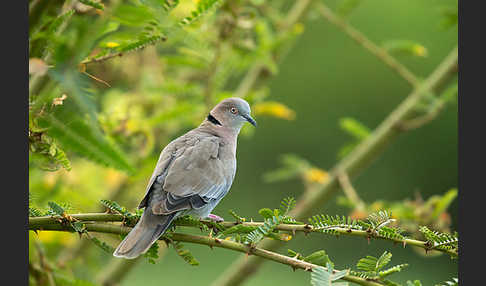 Brillentaube (Streptopelia decipiens)